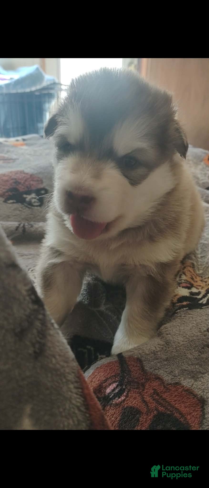 Alaskan Malamute dogs Meet Hex, she is a red white akc Alaskan malamute female. Lovable and fun to play with.  - Ad 2