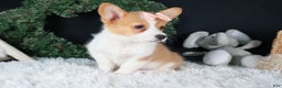 Welsh Corgi Pembroke dogs for sale: Iris - Ad 10
