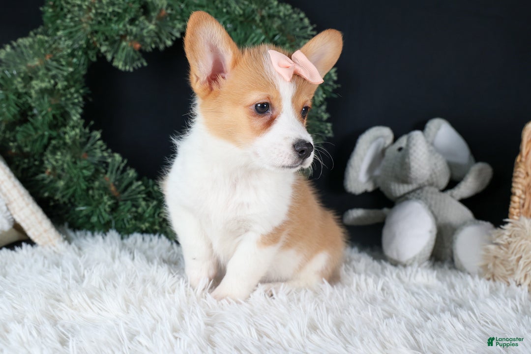 Welsh Corgi Pembroke dogs for sale: Iris - Ad 10