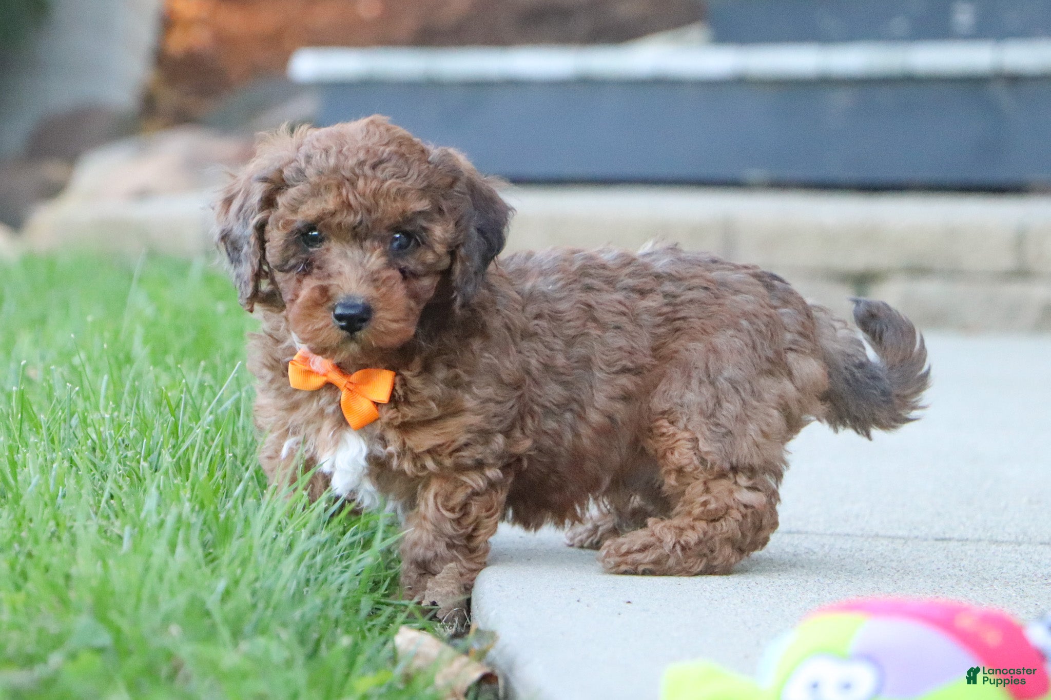 Mini Goldendoodle dogs River - Ad 1