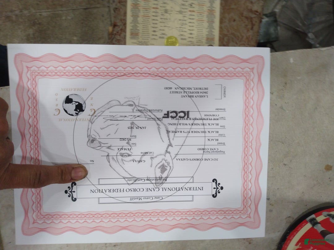 Cane Corso dogs for sale: Cane Corso Puppy 5 - Ad 5