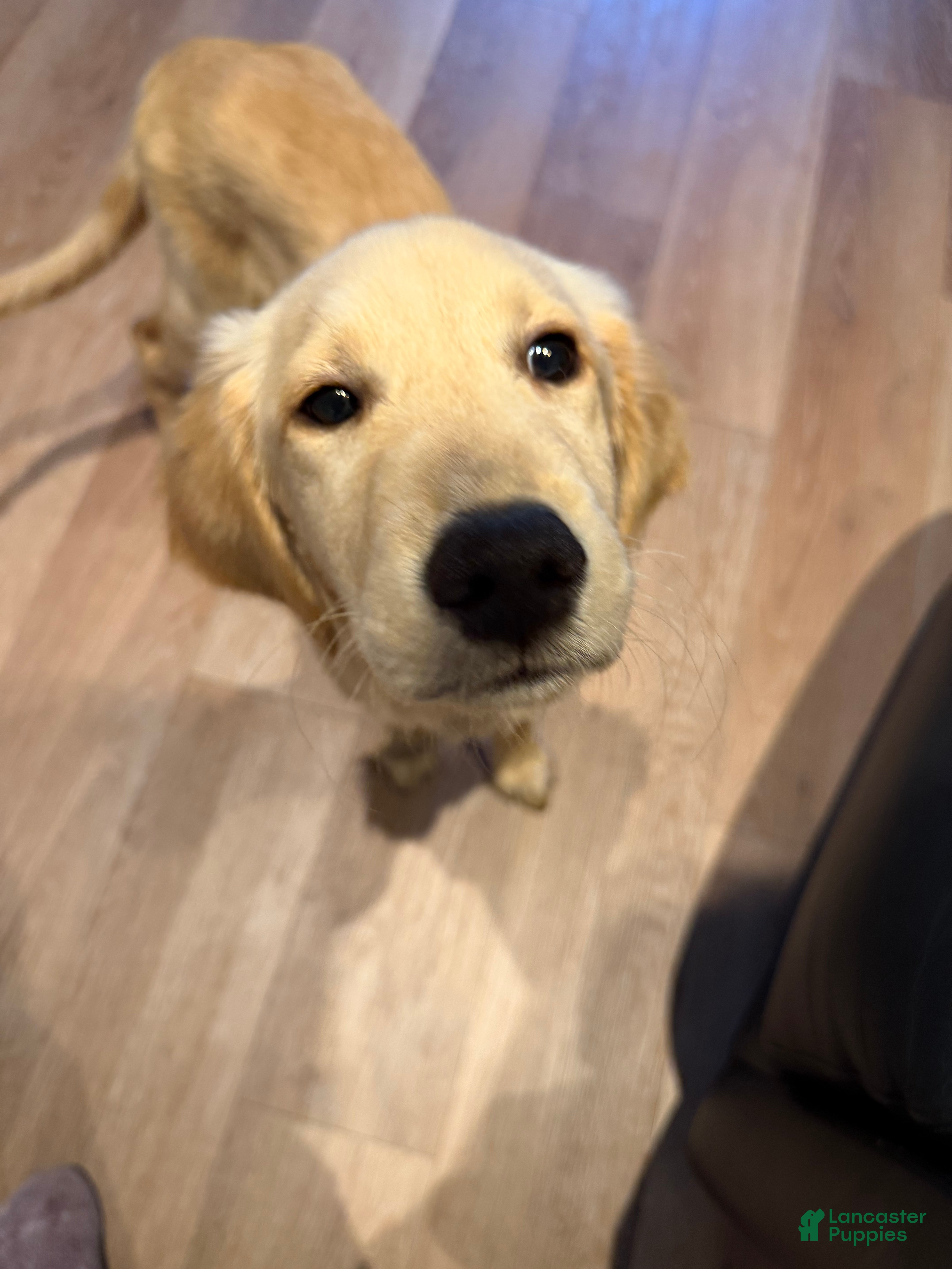 Golden Retriever dogs for sale: Golden Retriever 1 - Ad 1
