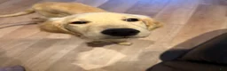 Golden Retriever dogs for sale: Golden Retriever 1 - Ad 1