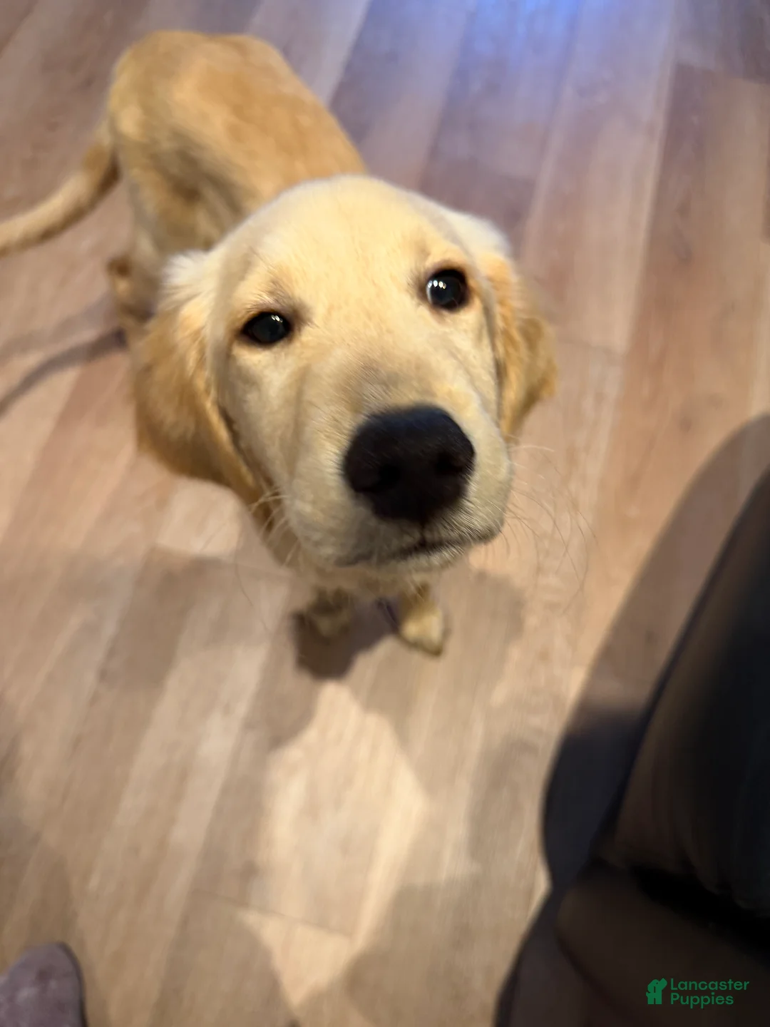 Golden Retriever dogs for sale: Golden Retriever 1 - Ad 1