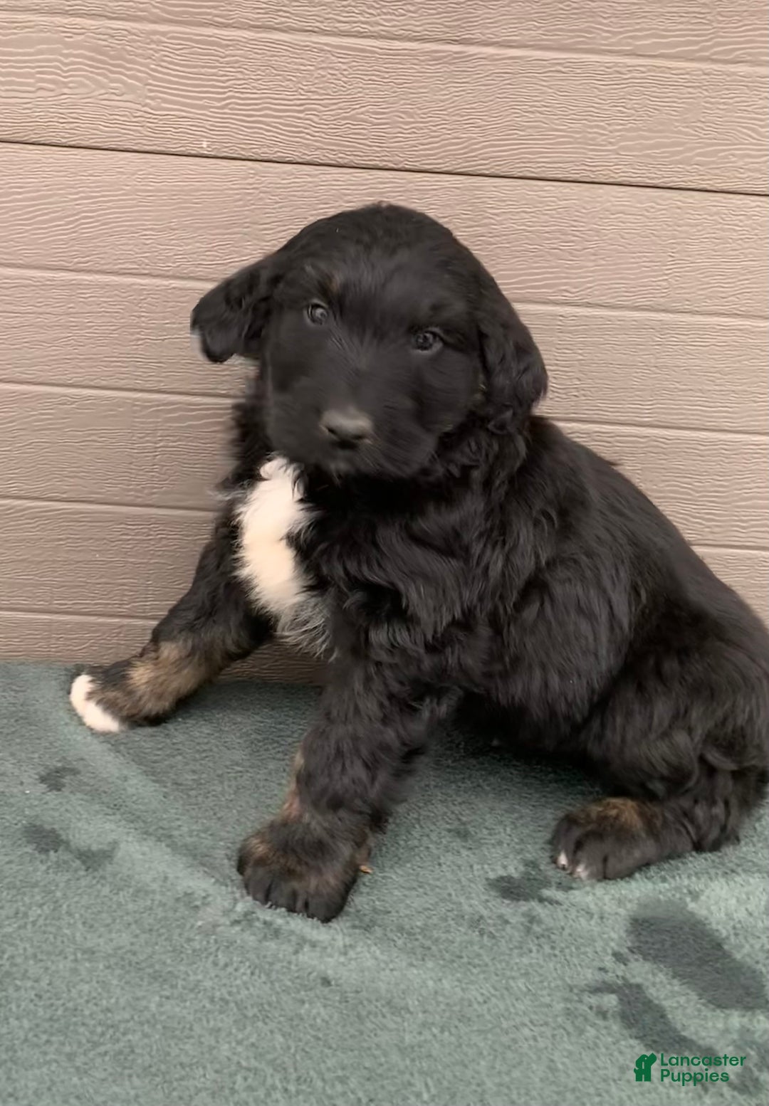 Aussiedoodle dogs for sale: Max - Ad 4