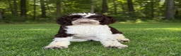 Miniature Poodle dogs for sale: Pluto - Ad 4