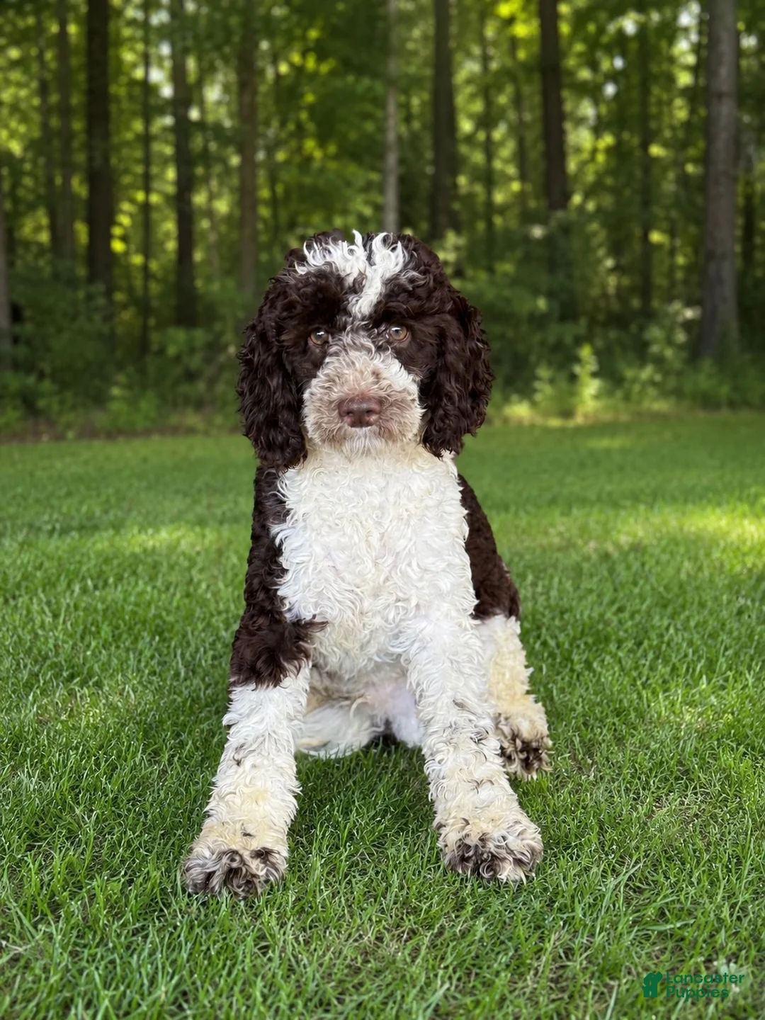 Miniature Poodle dogs for sale: Pluto - Ad 4