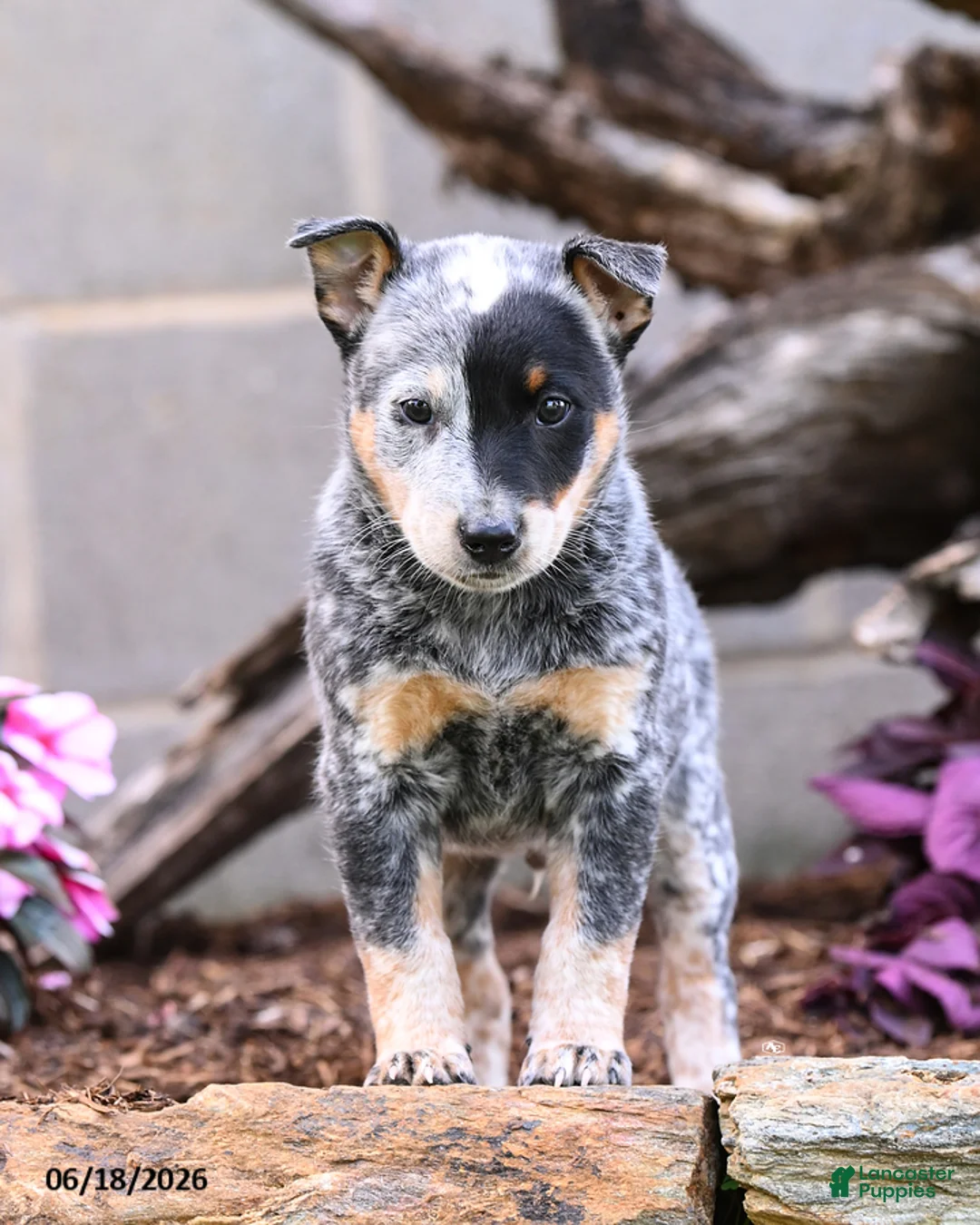 Australian Cattle Dog dogs for sale: Asher - Ad 2
