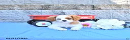 Cavapoo dogs for sale: Malia - Ad 5