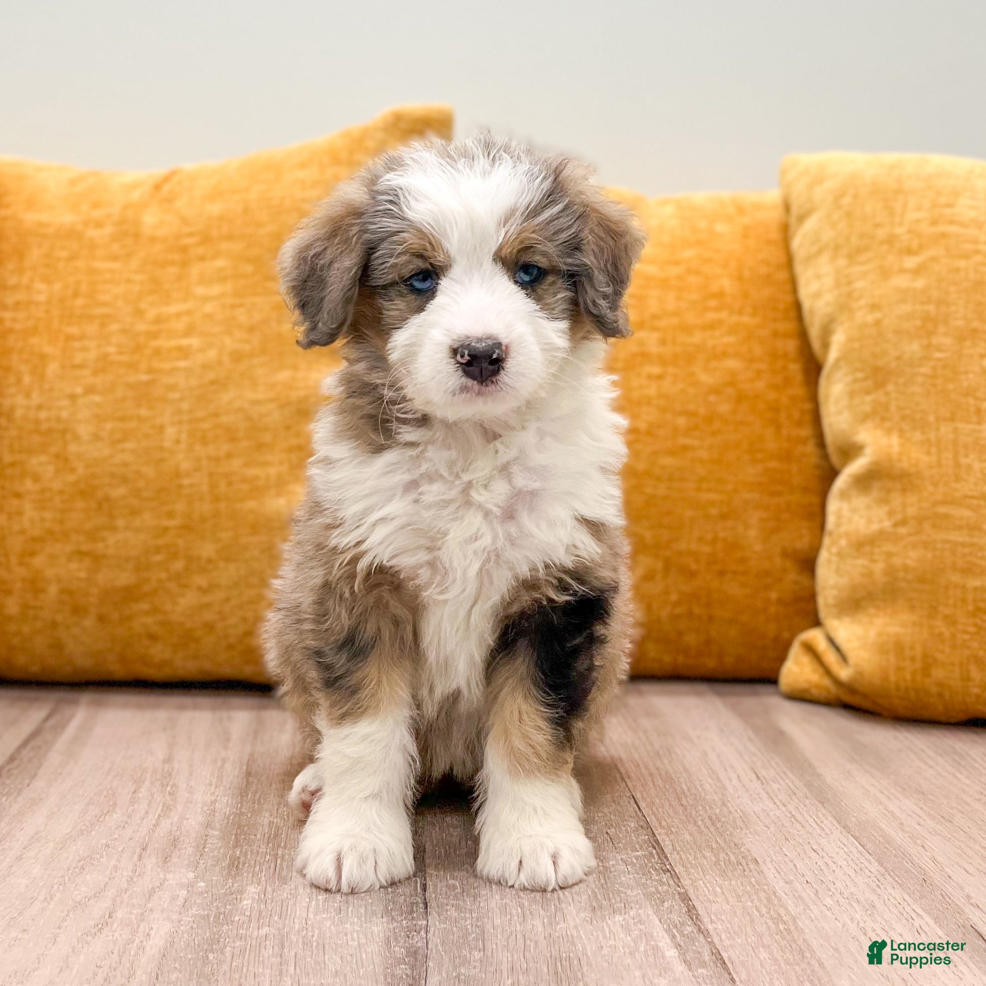 Mini Bernedoodle dogs Millie - Ad 1
