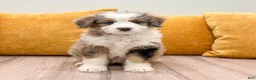 Mini Bernedoodle dogs for sale: Millie - Ad 1