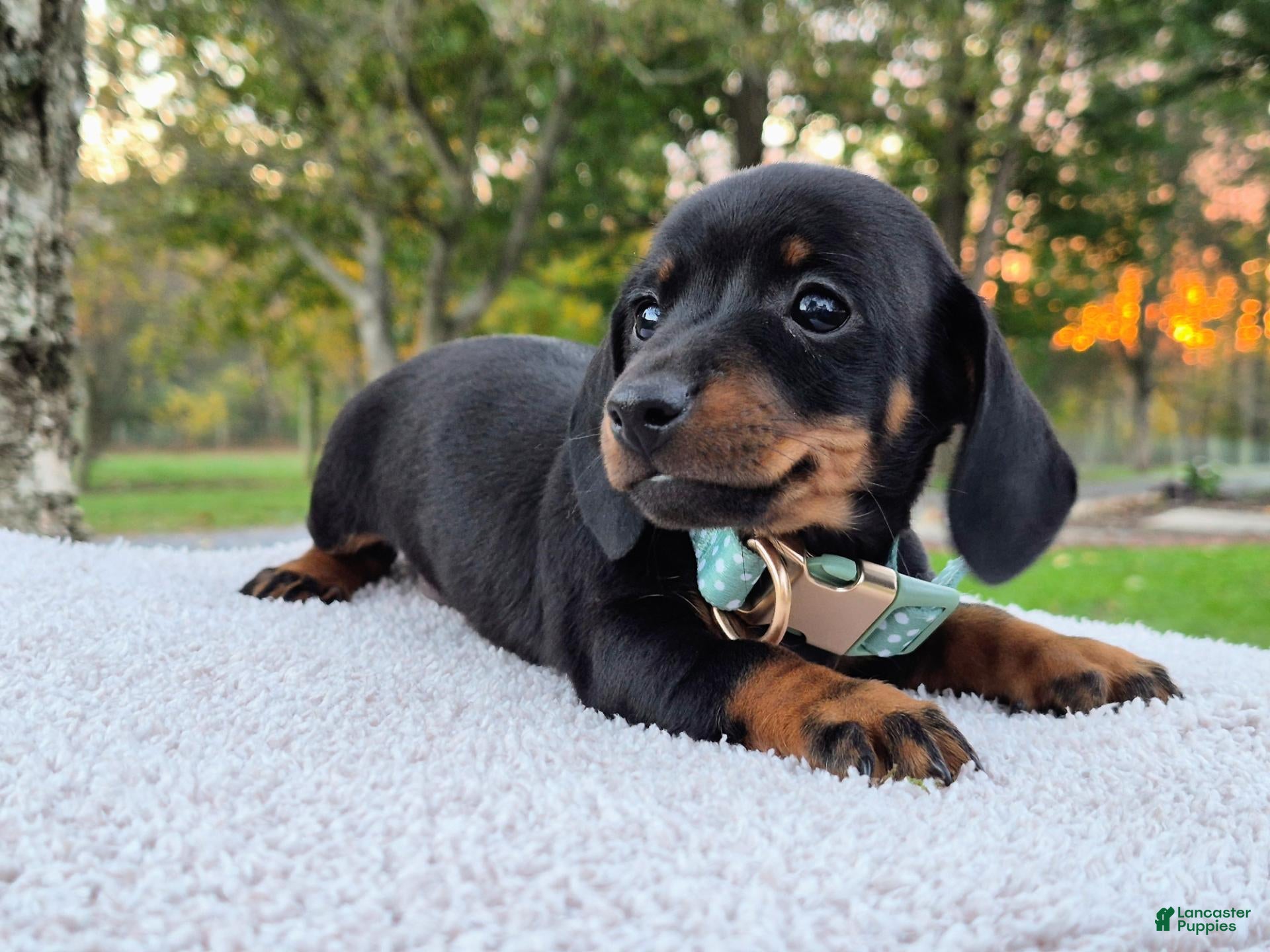 Miniature Dachshund dogs for sale: Poppy  - Ad 2