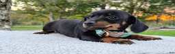 Miniature Dachshund dogs for sale: Poppy  - Ad 2