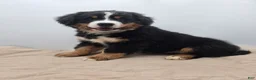 Bernese Mountain Dog dogs for sale: Moose - Ad 6