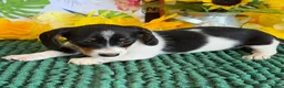 Miniature Dachshund dogs for sale: Darla - Ad 2