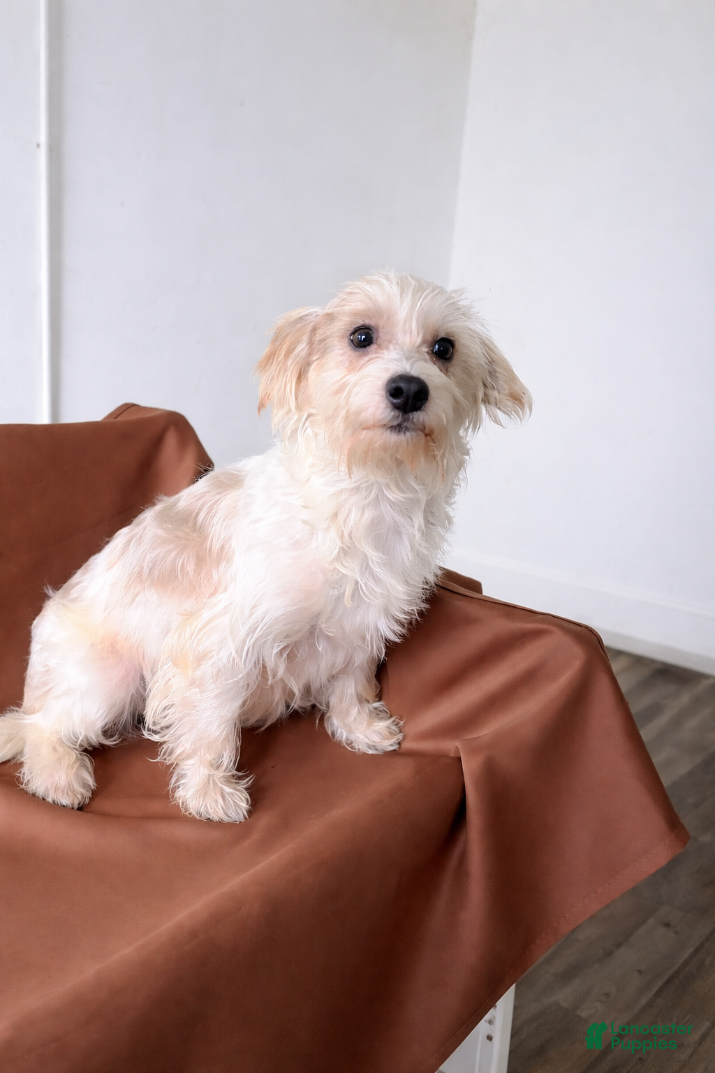 Mixed Breed dogs Kingg - Ad 1