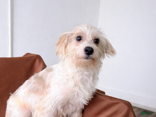 Mixed Breed dogs Kingg - Ad 1