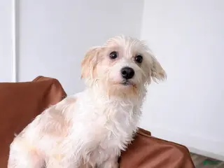 Mixed Breed dogs Kingg - Ad 2