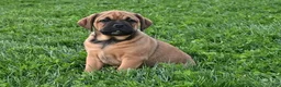 Mixed Breed dogs for sale: Bella - Ad 4