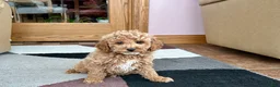 Cavapoo dogs for sale: Cavapoo male Puppy 1 - Ad 8
