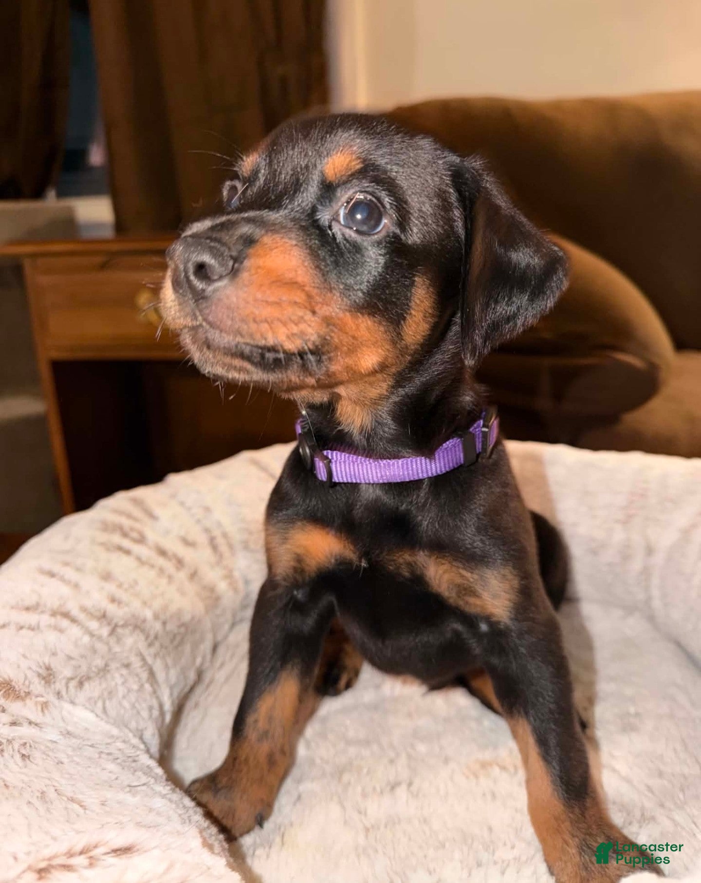 Mixed Breed dogs Mr. Purple - Ad 1