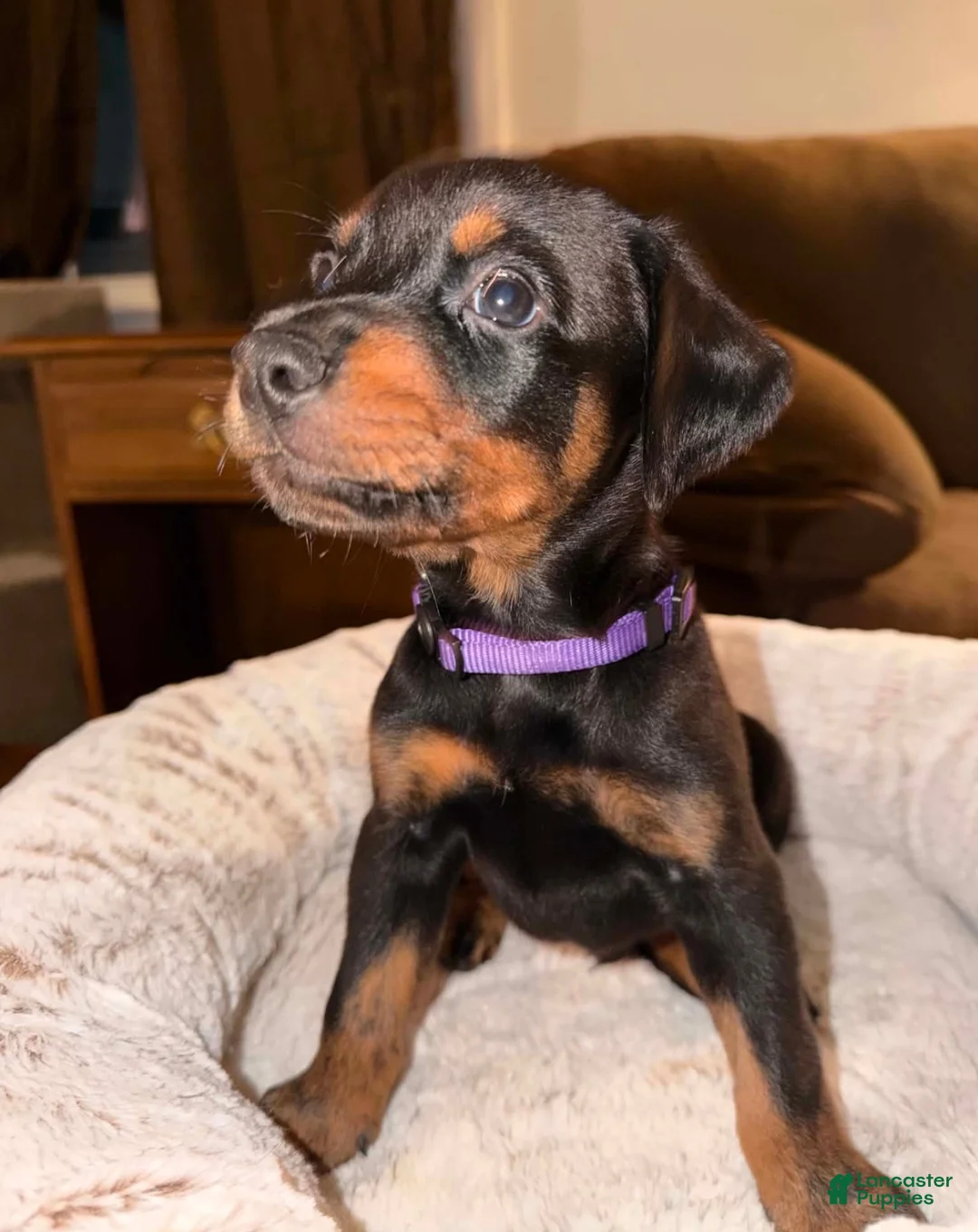 Mixed Breed dogs for sale: Mr. Purple - Ad 1