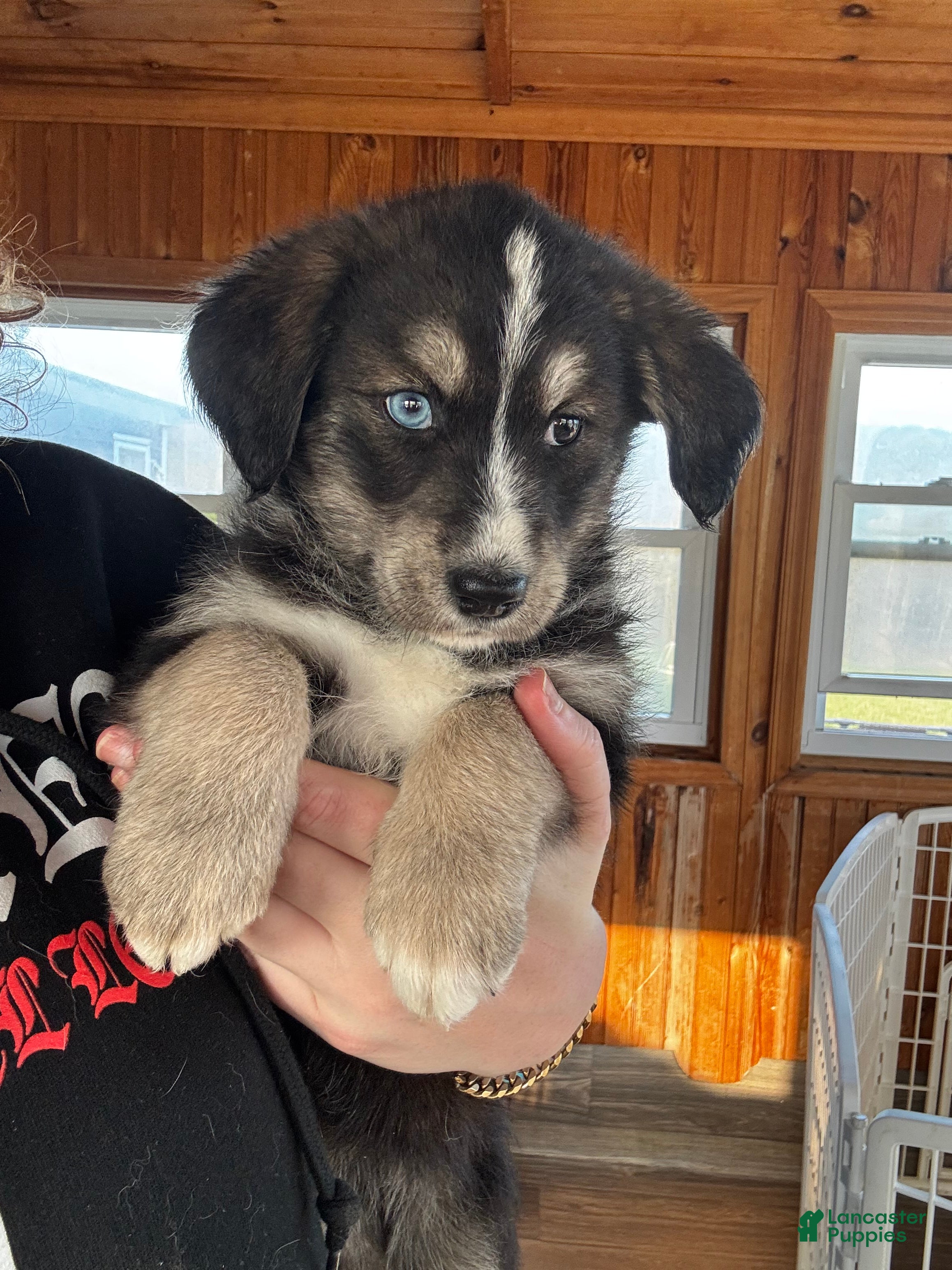 Huskipoo dogs Panda - Ad 3