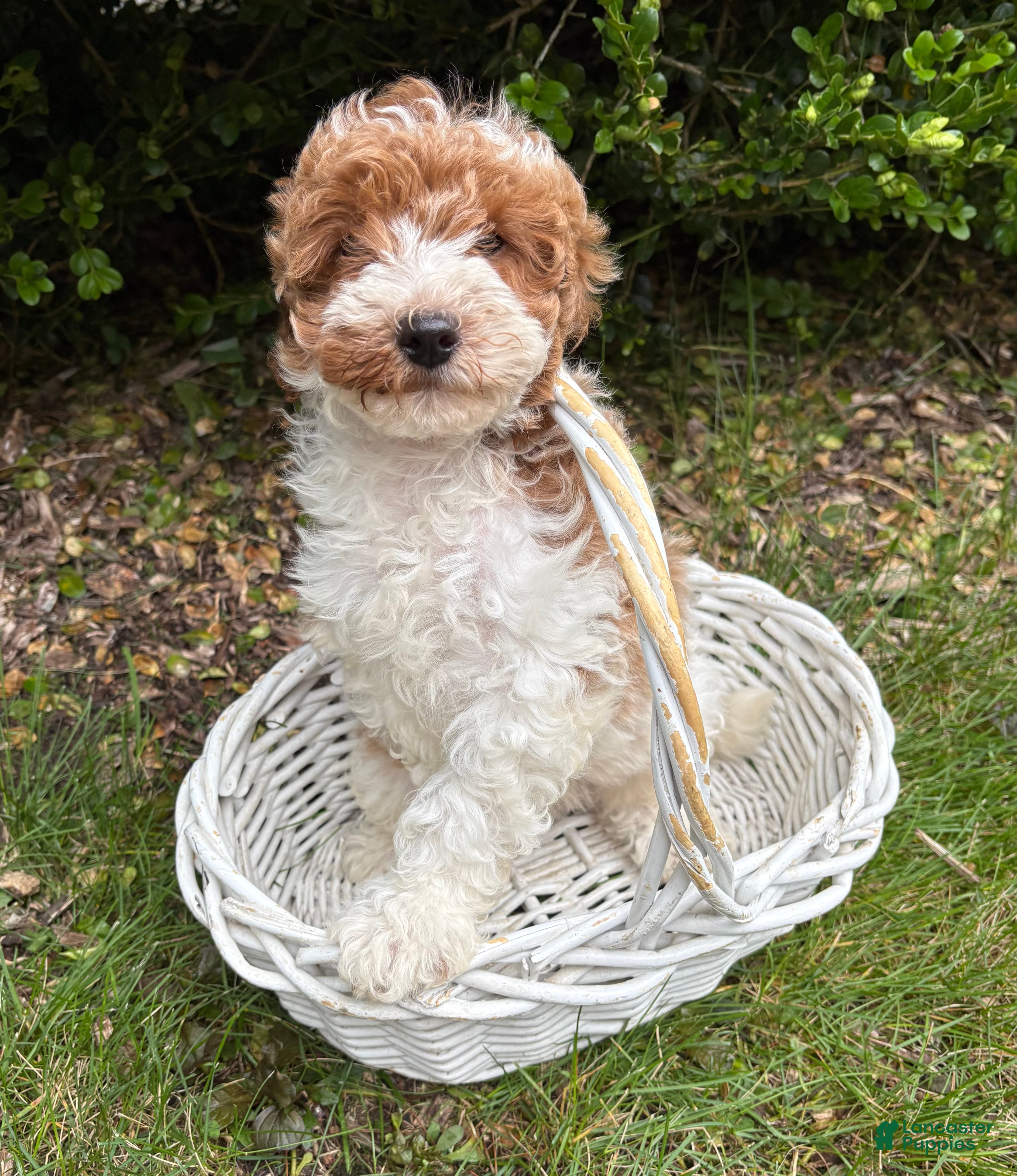 Goldendoodle dogs Alex - Ad 2