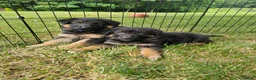 German Shepherd dogs for sale: Jenna - Ad 12