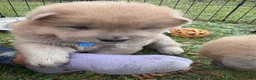 Mixed Breed dogs for sale: Bluey - Ad 1