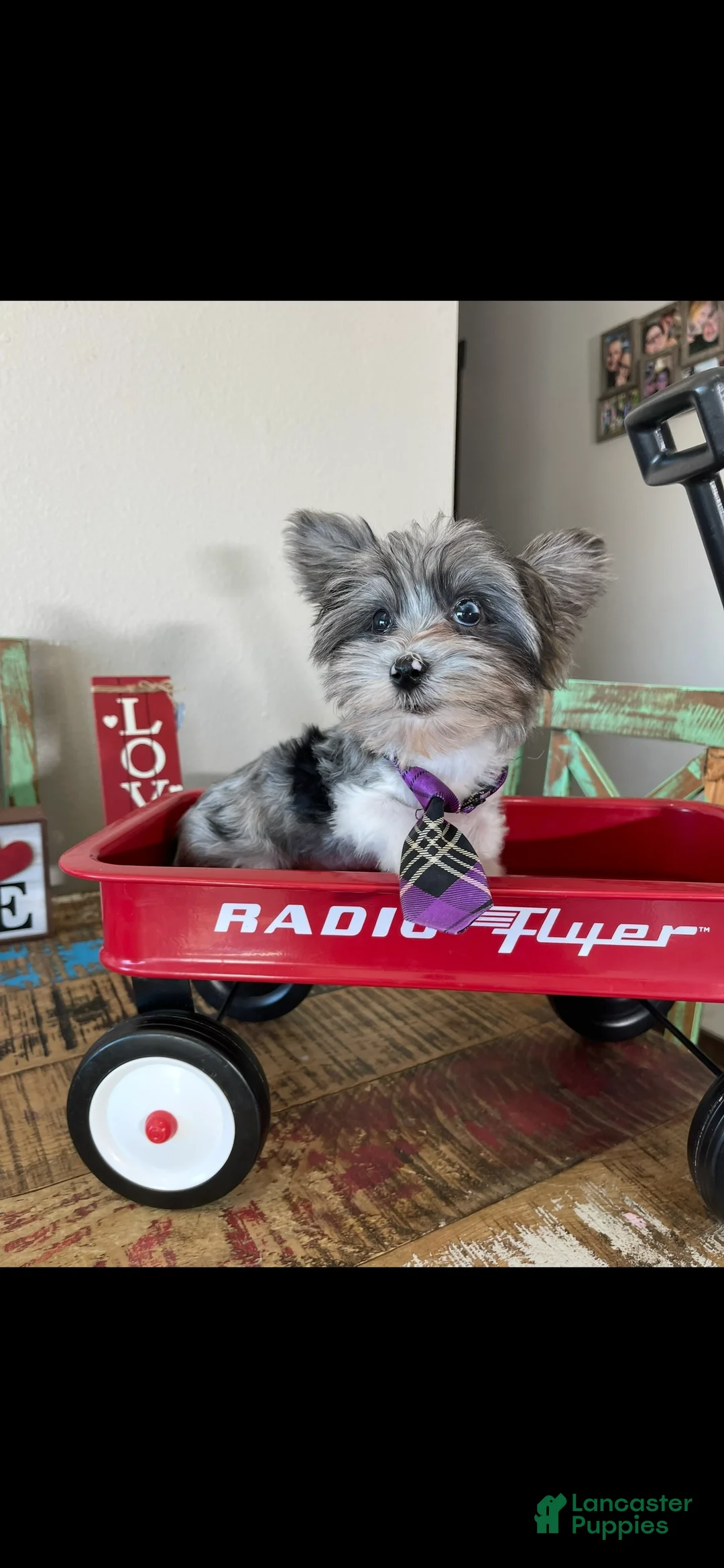 Yorkshire Terrier dogs for sale: KB Black Parti Tiny Boy Partial Blue eye - Ad 9