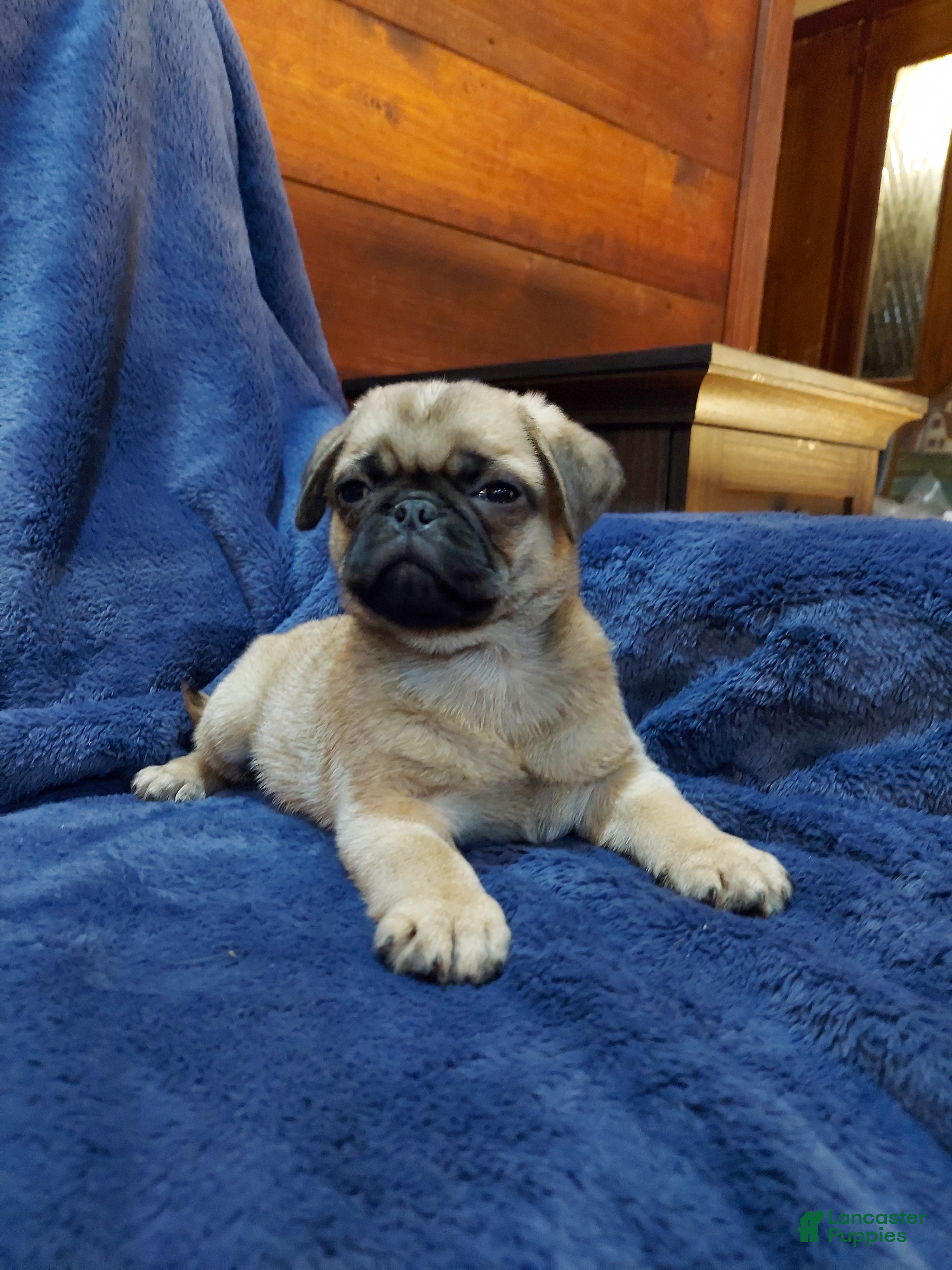 Pug dogs BILLY - Ad 6