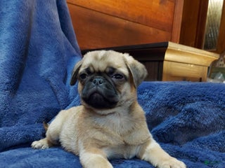 Pug dogs BILLY - Ad 2