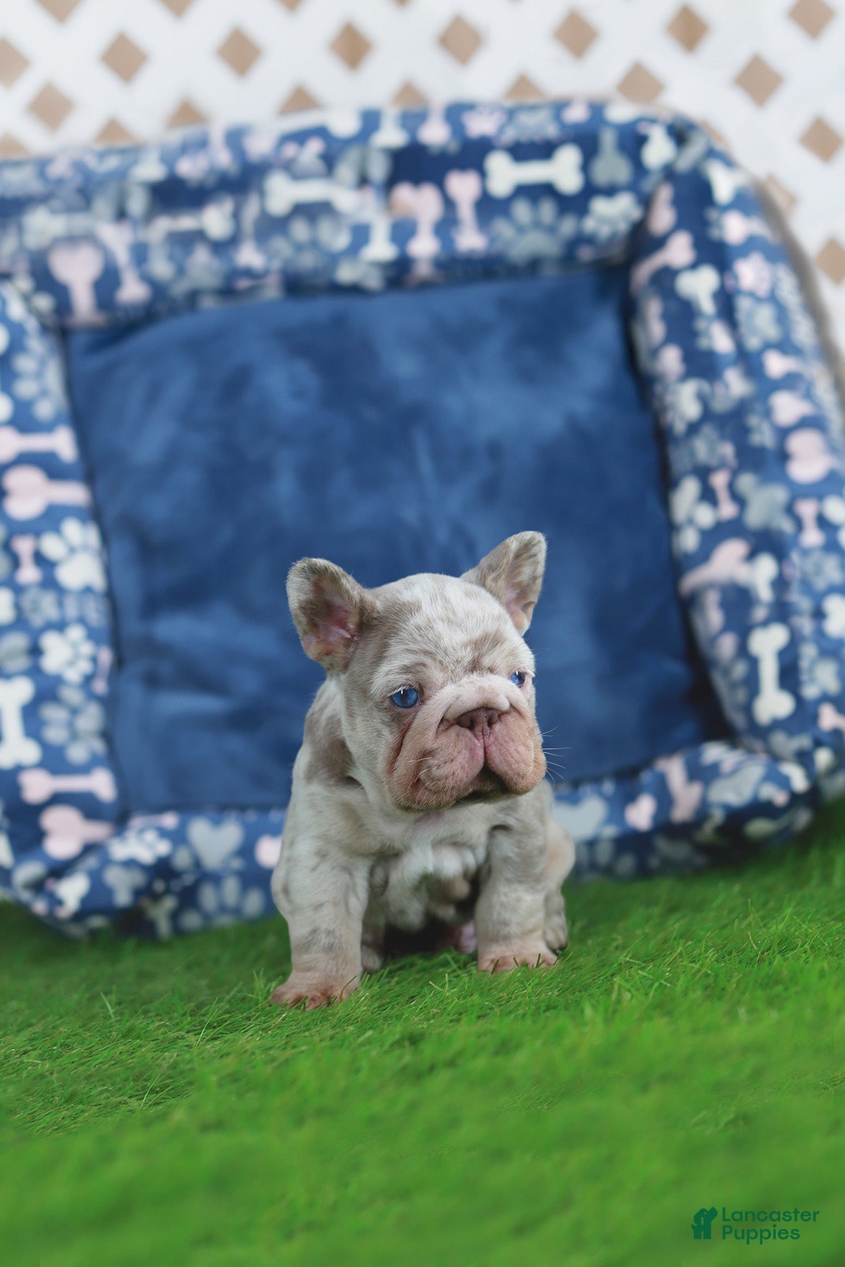 French Bulldog dogs Martin  - Ad 7