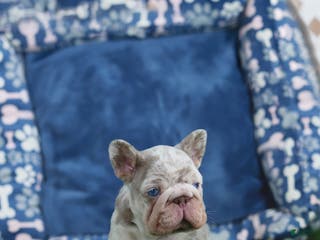 French Bulldog dogs Martin - Ad 12