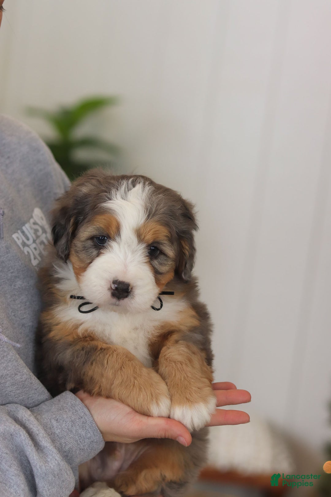 Mini Bernedoodle dogs for sale: Ollie - Ad 11
