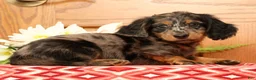 Miniature Dachshund dogs for sale: Tanner - Ad 3