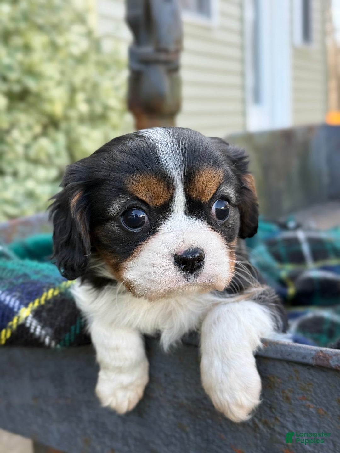 Cavalier King Charles Spaniel dogs for sale: Cutsie - Ad 15