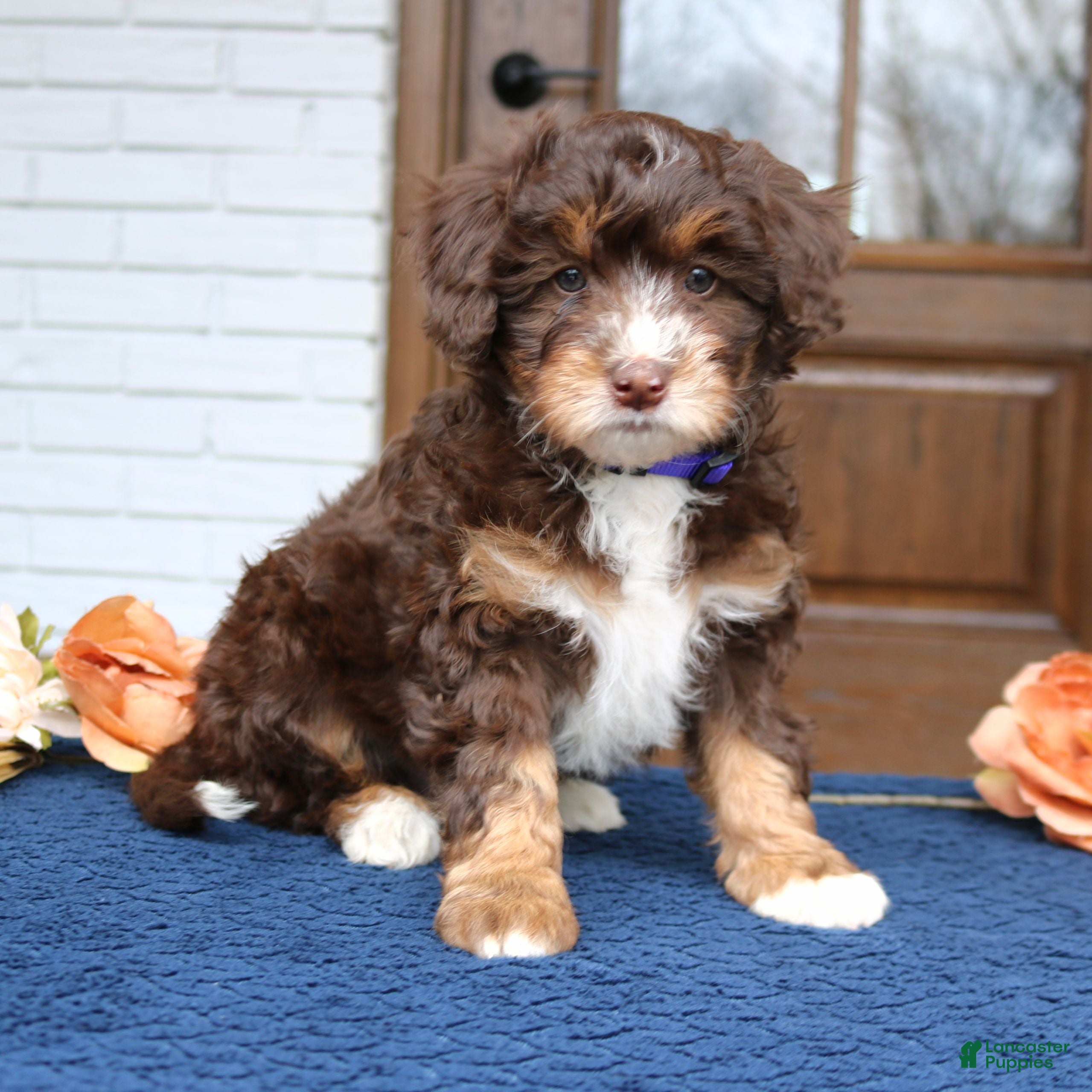 Mini Bernedoodle dogs Dolly  - Ad 2