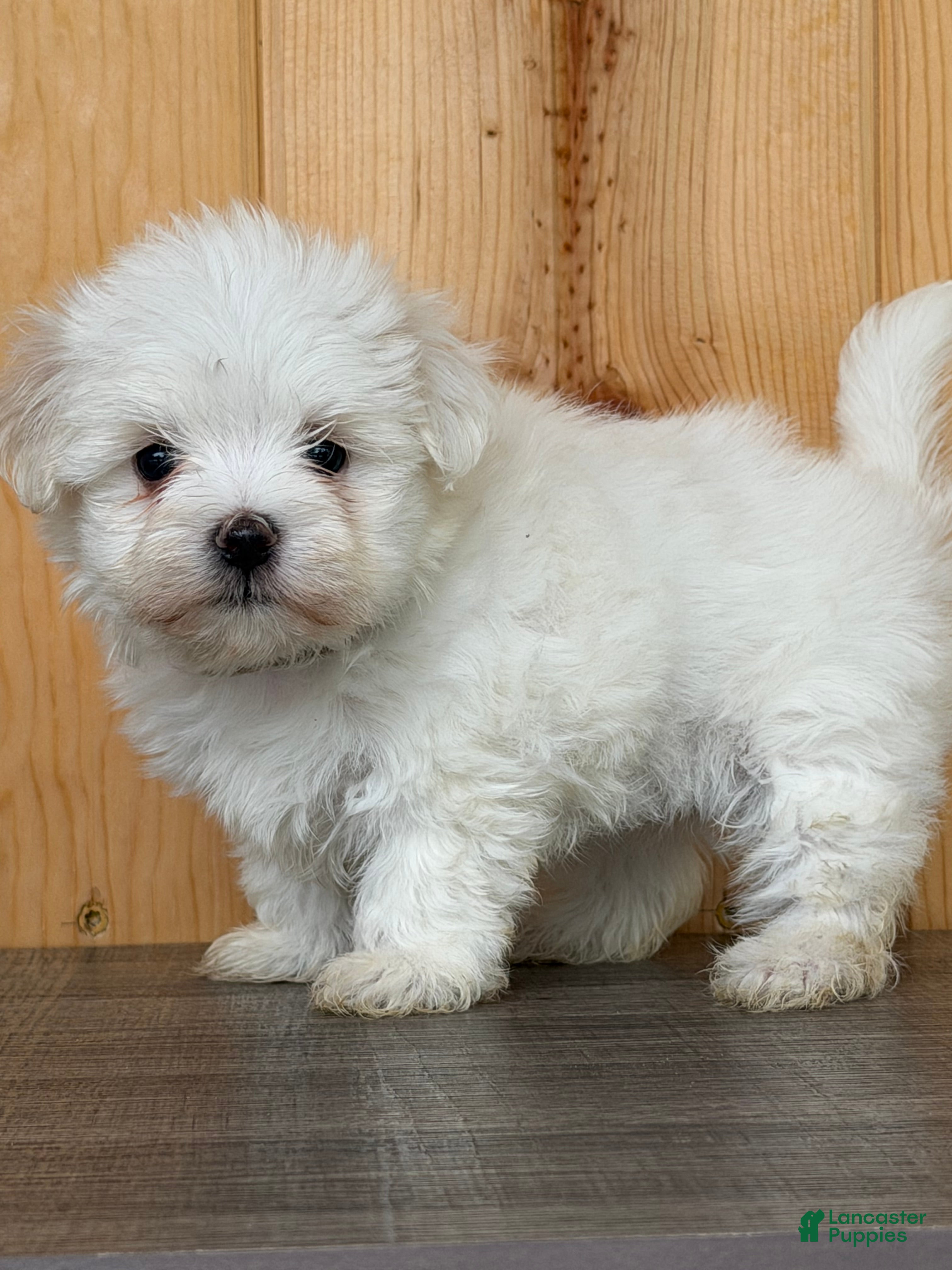 Maltese dogs Twila - Ad 1