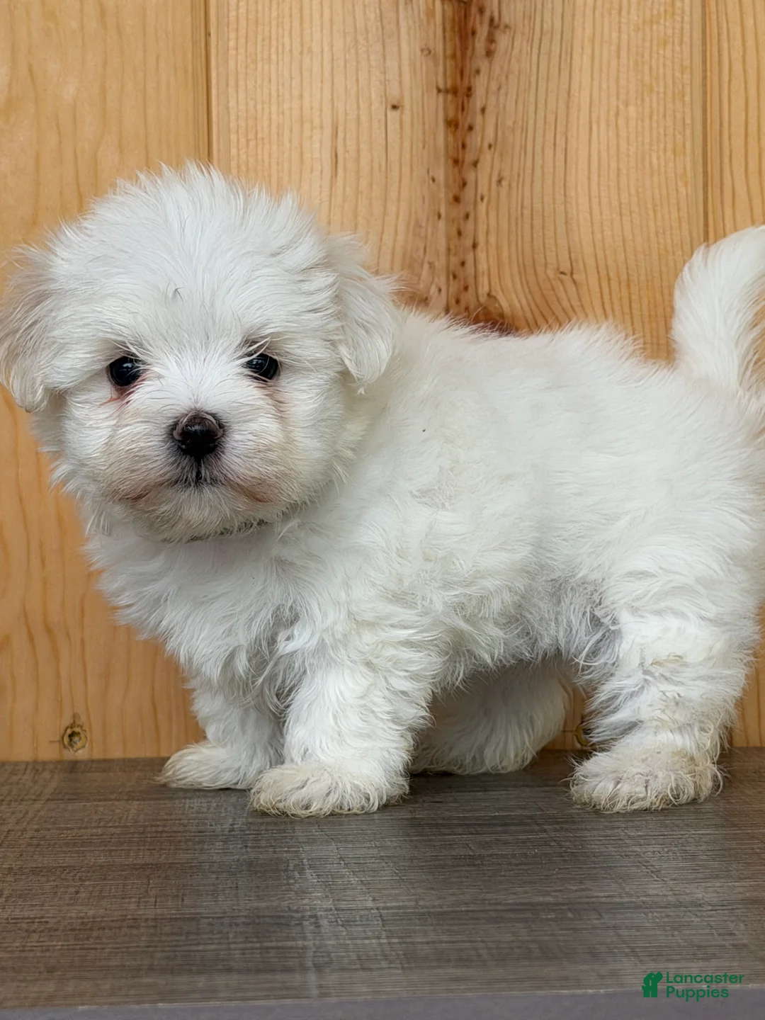 Maltese dogs for sale: Twila - Ad 1