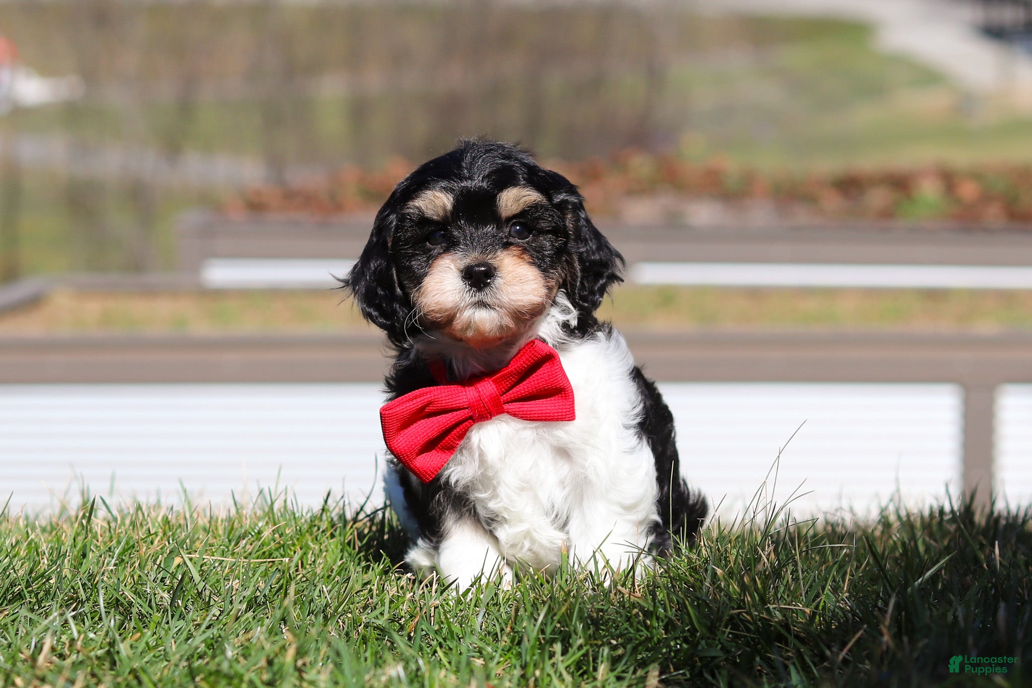 Cavapoo dogs for sale: Henry - Ad 4