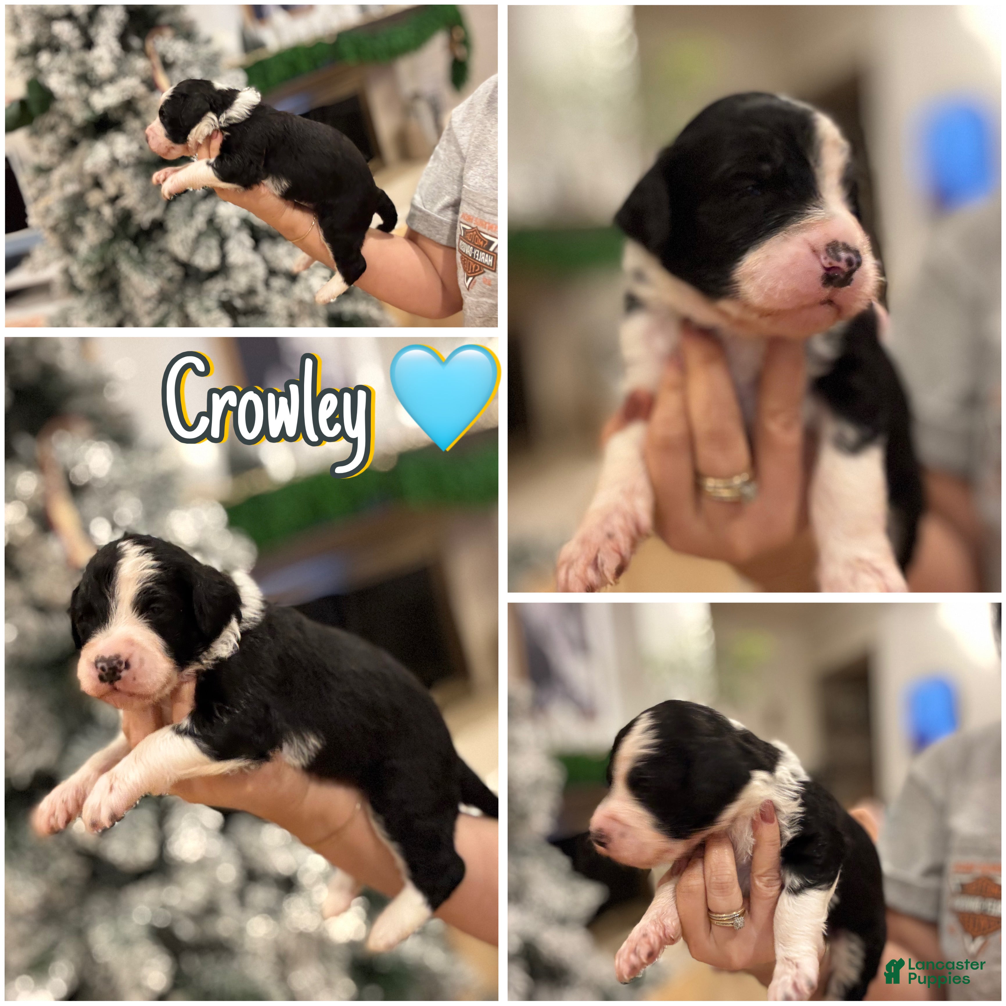 Bernedoodle dogs Crowley - Ad 40