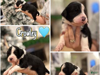 Bernedoodle dogs Crowley - Ad 26