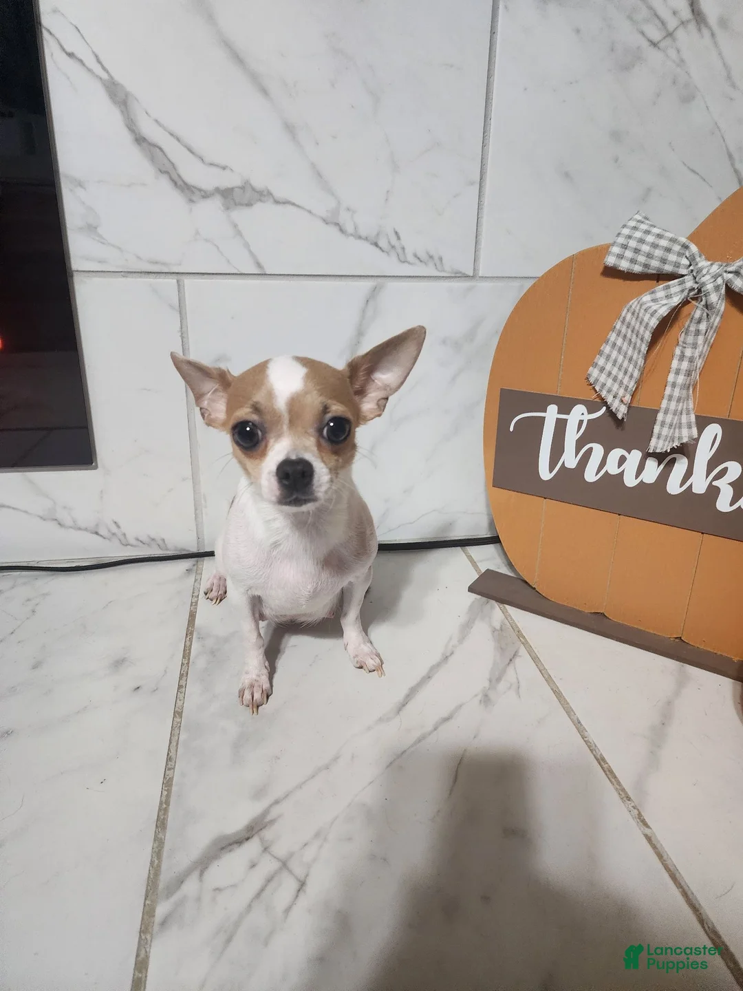 Chihuahua dogs for sale: Chihuahua 3 - Ad 10