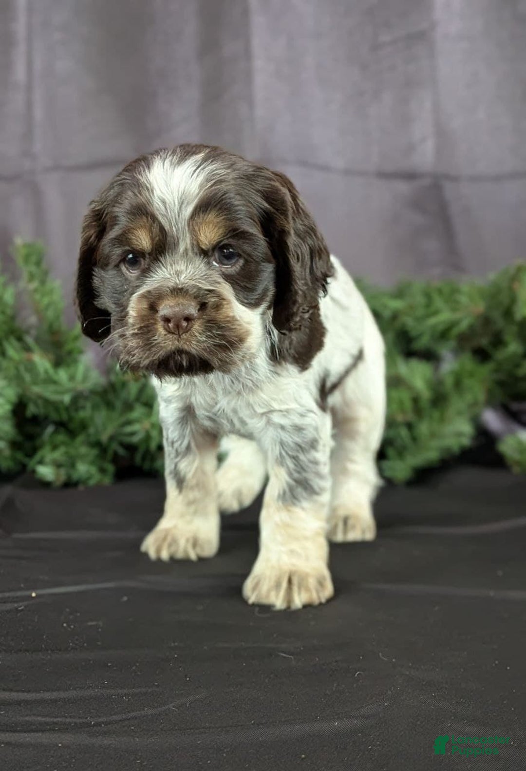 Cocker Spaniel dogs for sale: Valentina - Ad 5
