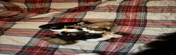 Shih Tzu dogs for sale: Shih Tzu 3 - Ad 4