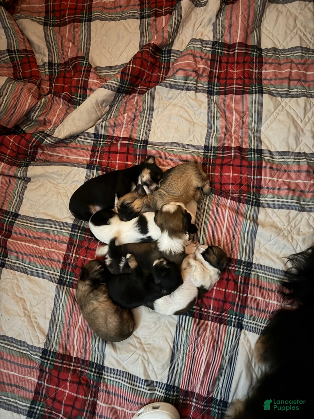 Shih Tzu dogs for sale: Shih Tzu 3 - Ad 4