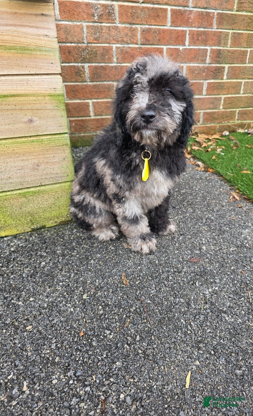 Aussiedoodle dogs Aussiedoodle Puppy 4 - Ad 2