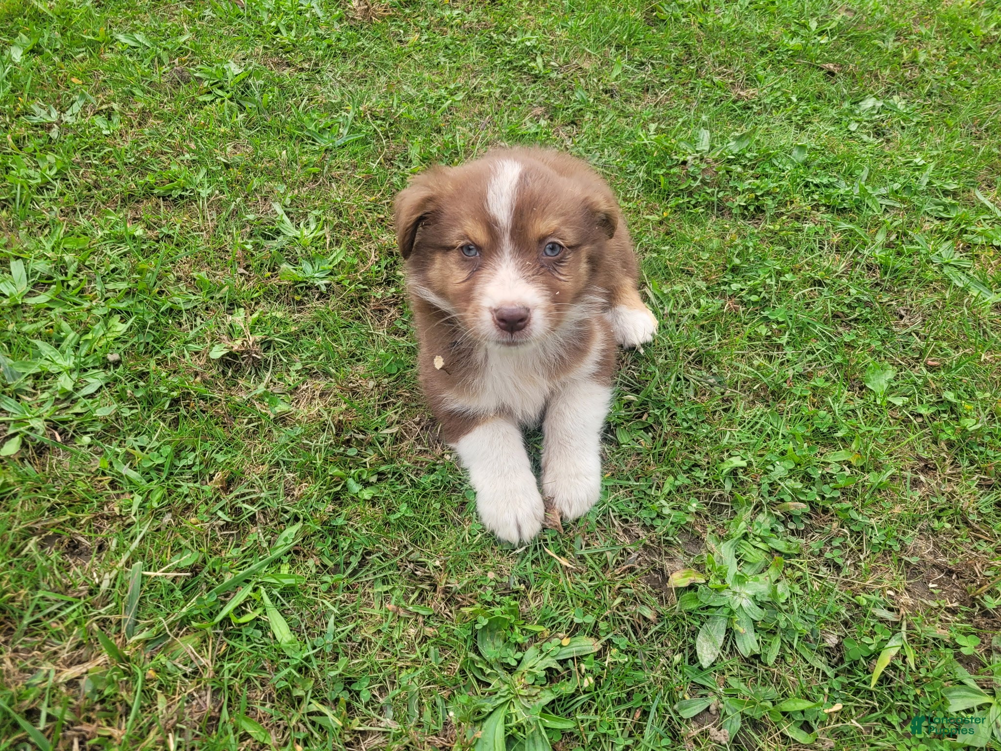 Jackie (Australian Shepherd, Female) in Inkster, MI